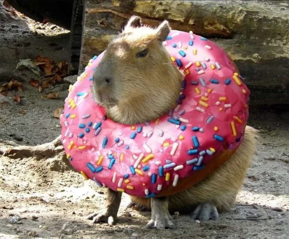 Ένα μικρό capybara σε ντόνατ online παζλ