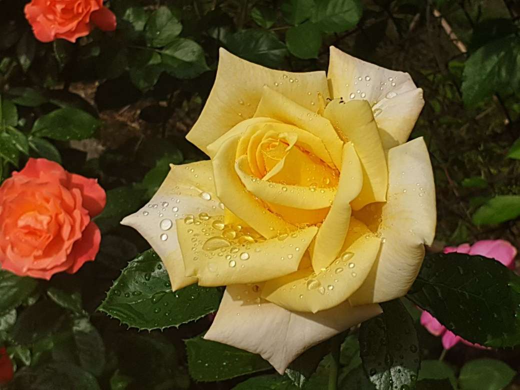 Las rosas de mi madre rompecabezas en línea