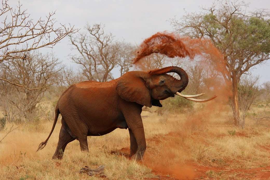 Elefánt a sztyeppben kirakós online