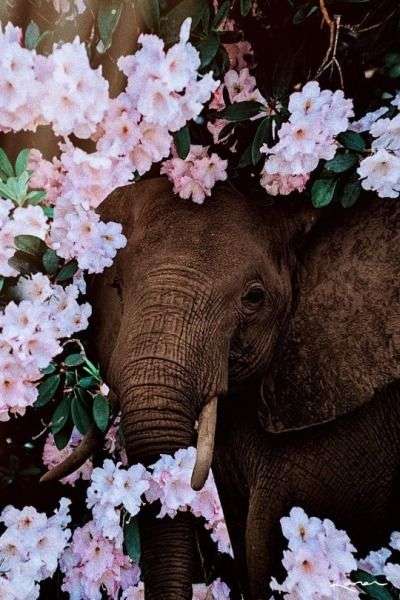 Μωρό ελέφαντας = ^  онлайн пъзел