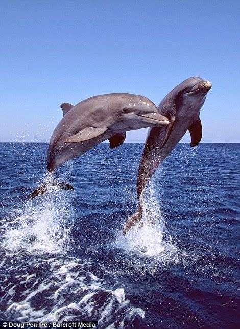 De dolfijnen online puzzel