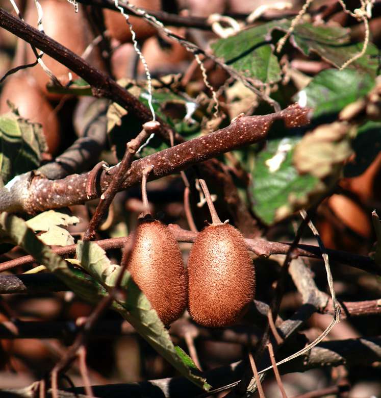 καφέ φρούτα σε καφέ κλαδί δέντρου παζλ online