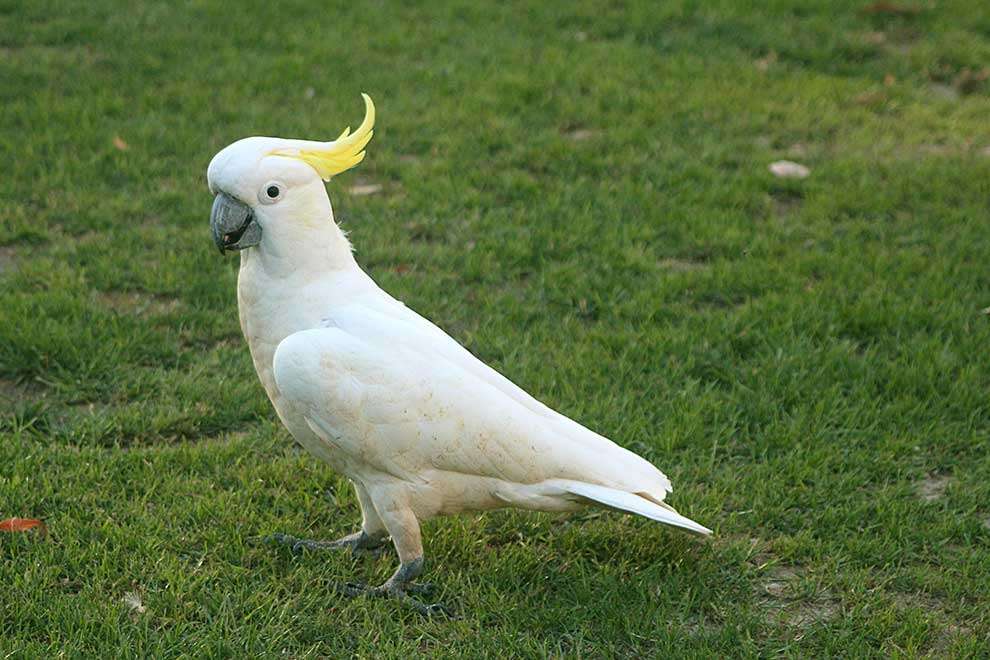 Yellow-crested cockatoo jigsaw puzzle online