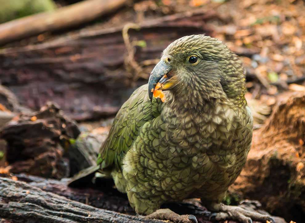Kakapo (Strigops habroptila) Puzzlespiel online