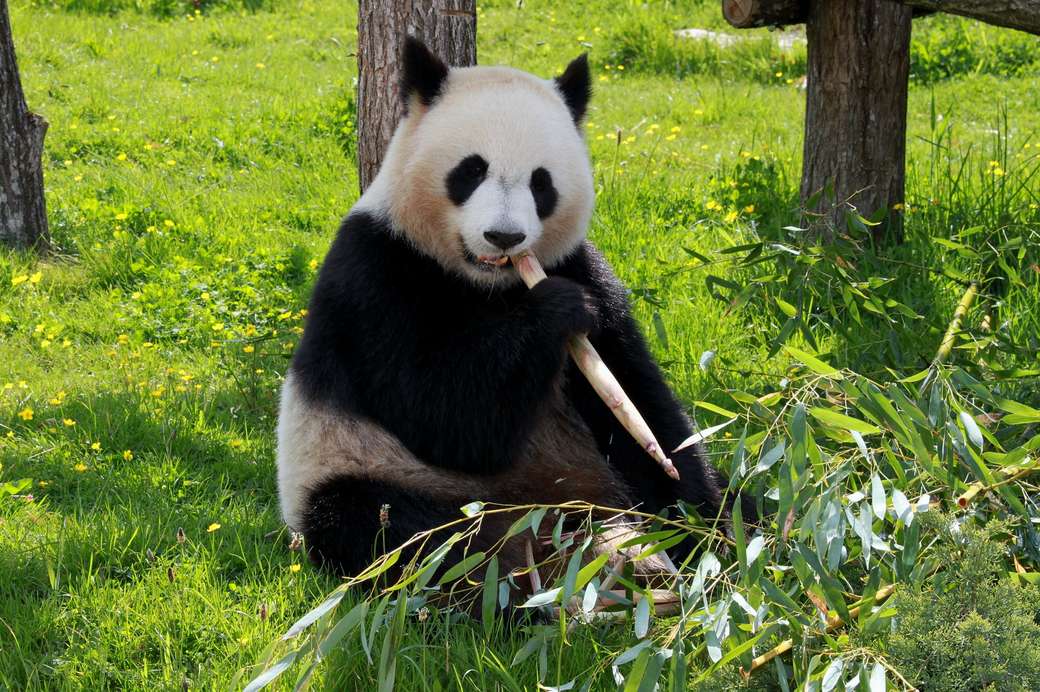 Pandabjörn pussel på nätet