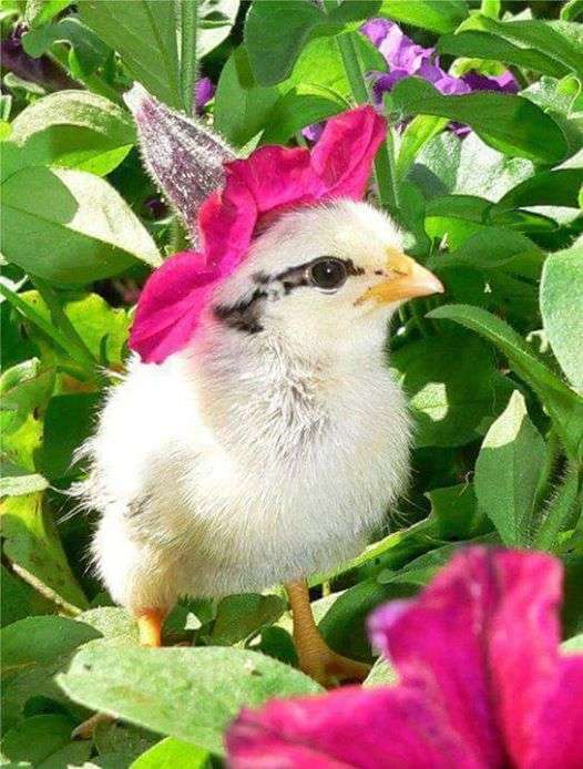 пиленце с цветна шапка онлайн пъзел