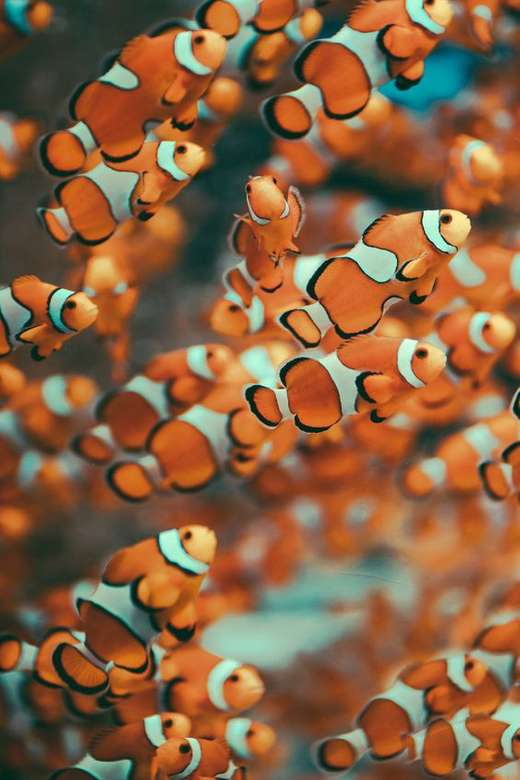 Kde je Nemo? online puzzle
