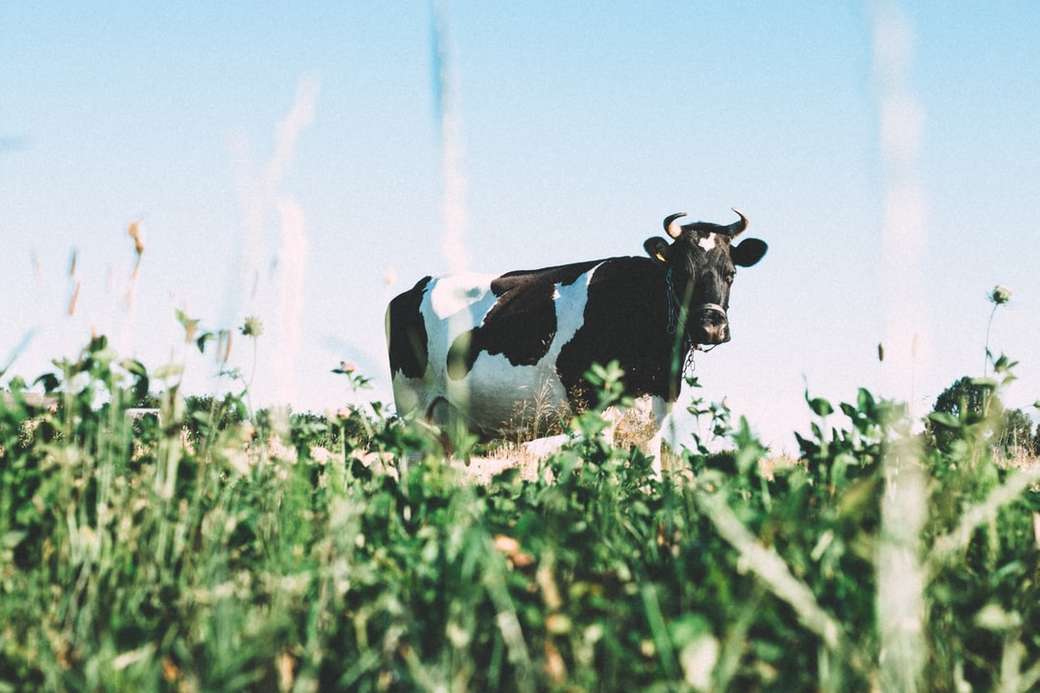 Крава, пашаща на поляната онлайн пъзел