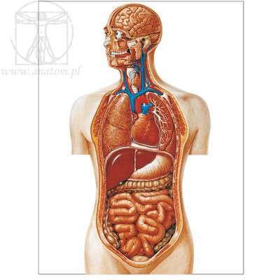 Anatomische Struktur des Menschen. Online-Puzzle