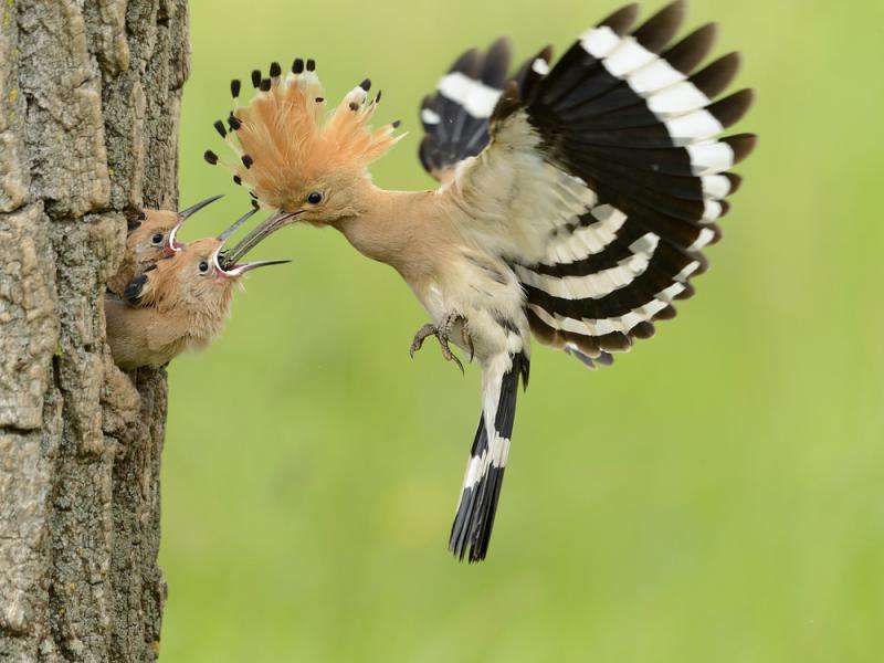 hoopoe a malé hoopoes online puzzle