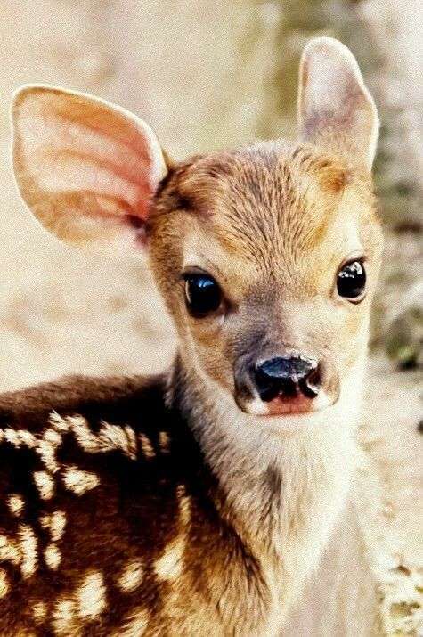 Bambi ❤❤❤ legpuzzel