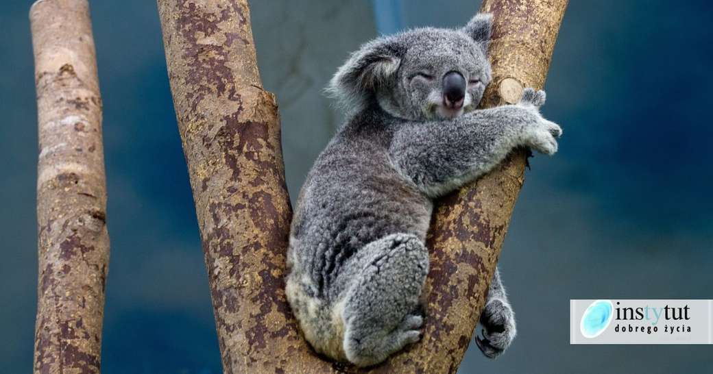 Koala australiană puzzle online
