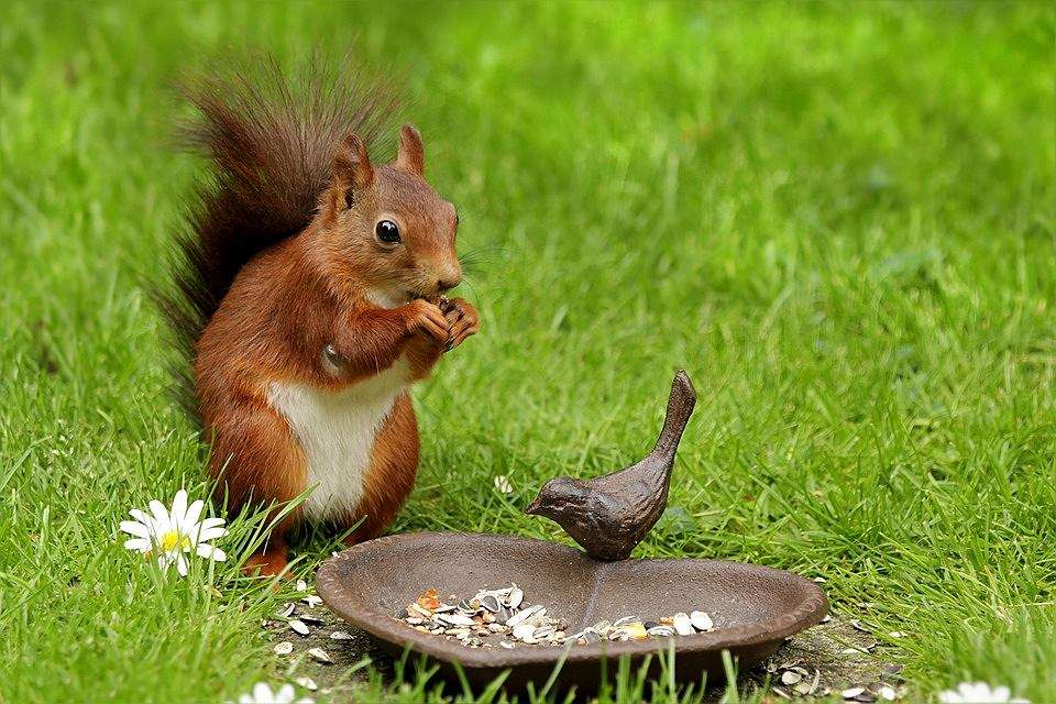 squirrel online puzzle