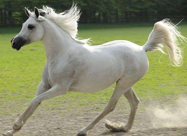 арабские лошади пазл онлайн