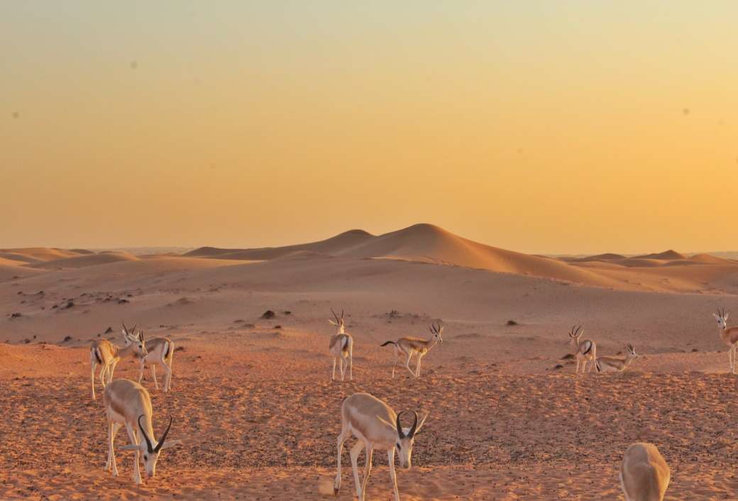 Dieren in de woestijn van Dubai. online puzzel