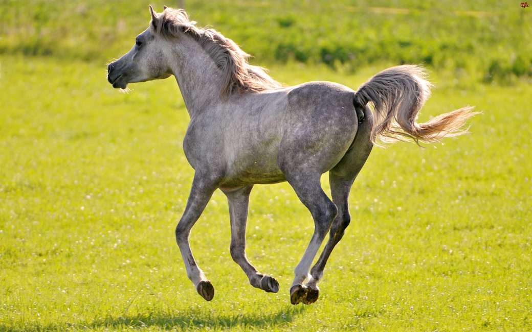 Cavallo arabo sul prato puzzle online