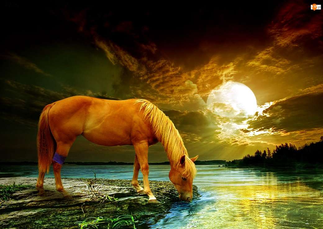 Ένα άλογο δίπλα στο νερό online παζλ