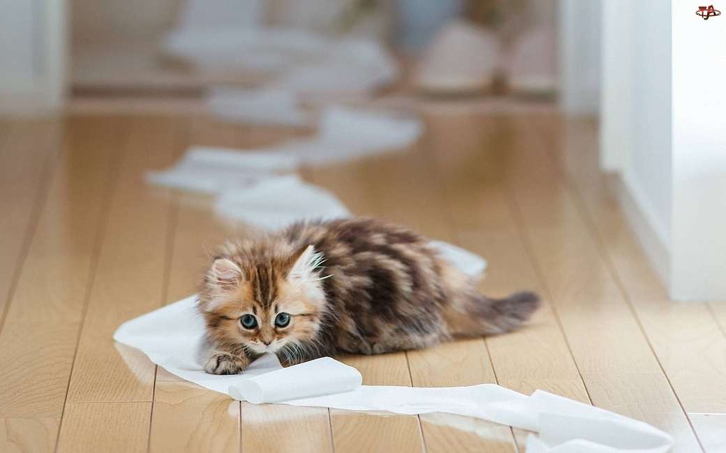 Liten kattunge och toalettpapper pussel på nätet