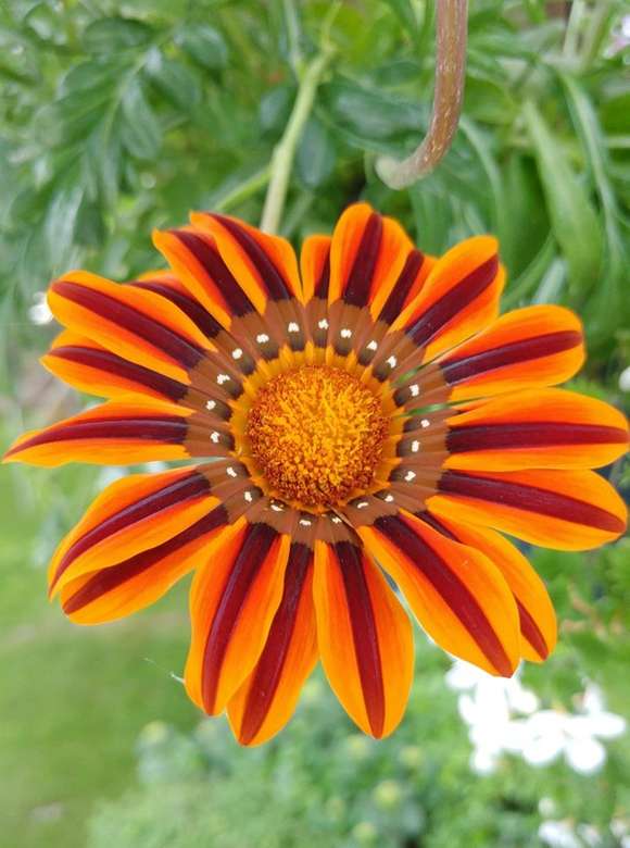 african daisy online puzzle