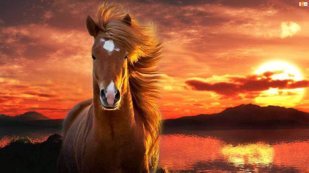 Vacker häst pussel på nätet