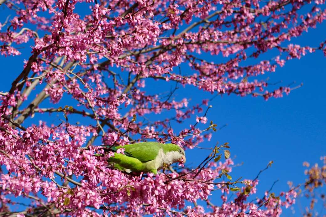 Papegoja på våren Pussel online