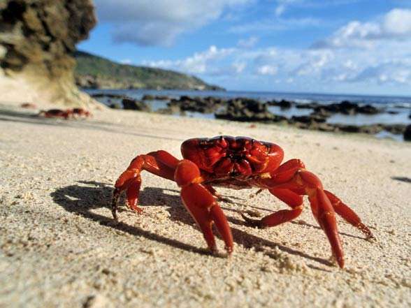 Krabba på stranden Pussel online