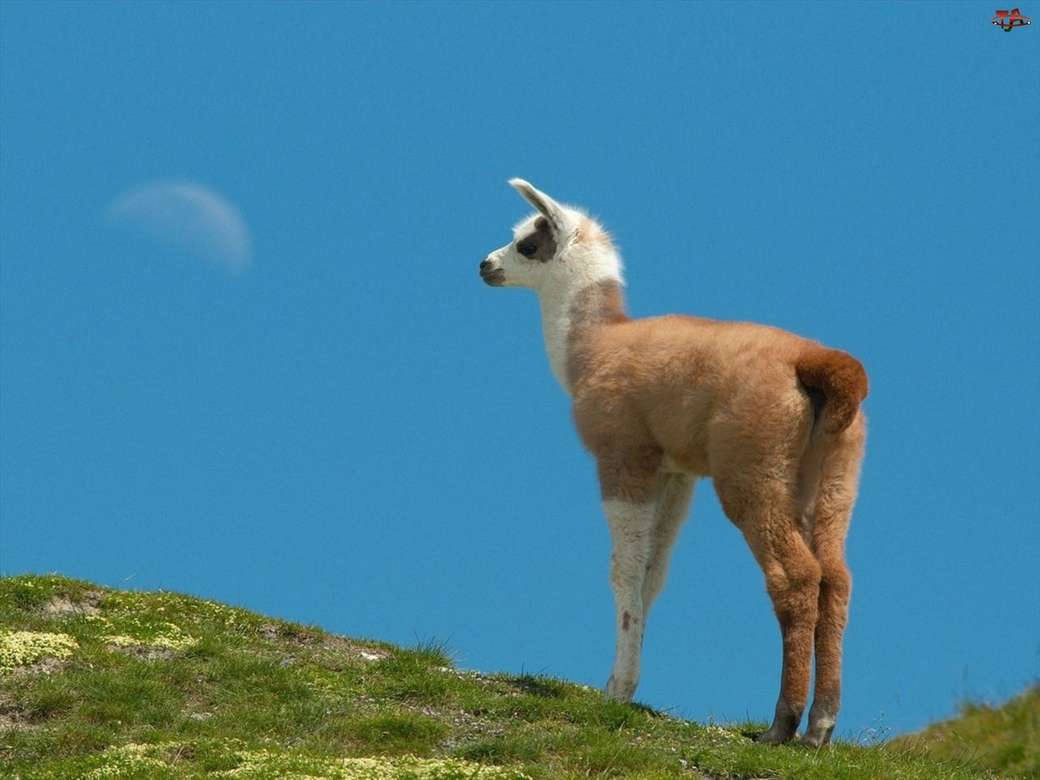 Lama på kullen pussel på nätet