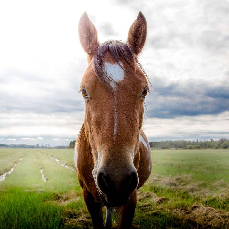 Horse in a field. online puzzle