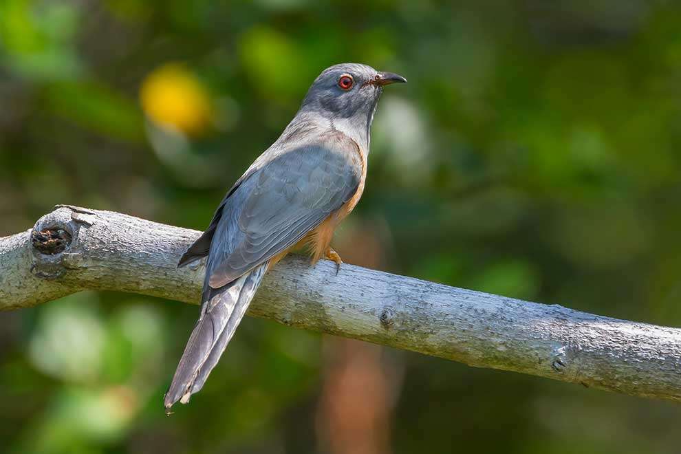 Gray-throated cuckoo jigsaw puzzle online