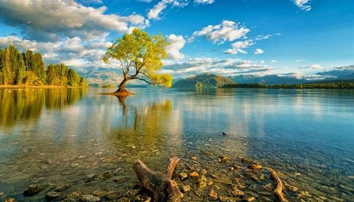 Lago com uma árvore puzzle online