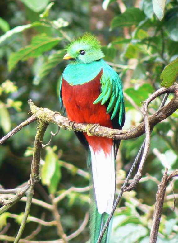 Quetzal heráldico rompecabezas en línea