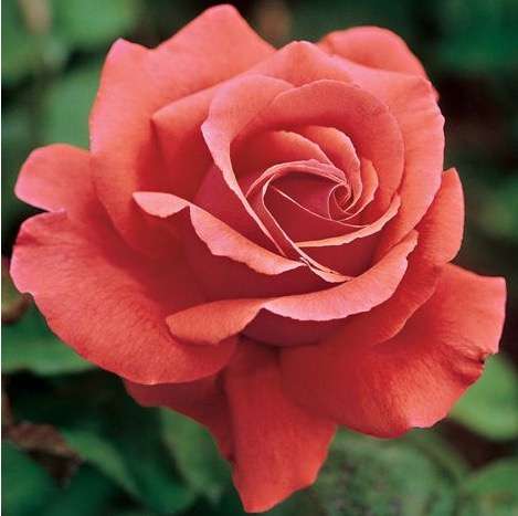 růže, růže nejkrásnější květina онлайн пъзел