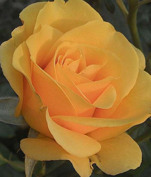 růže,růže žlutá květina онлайн пазл