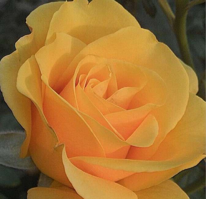 krásná žlutá růže, nádhera pussel på nätet