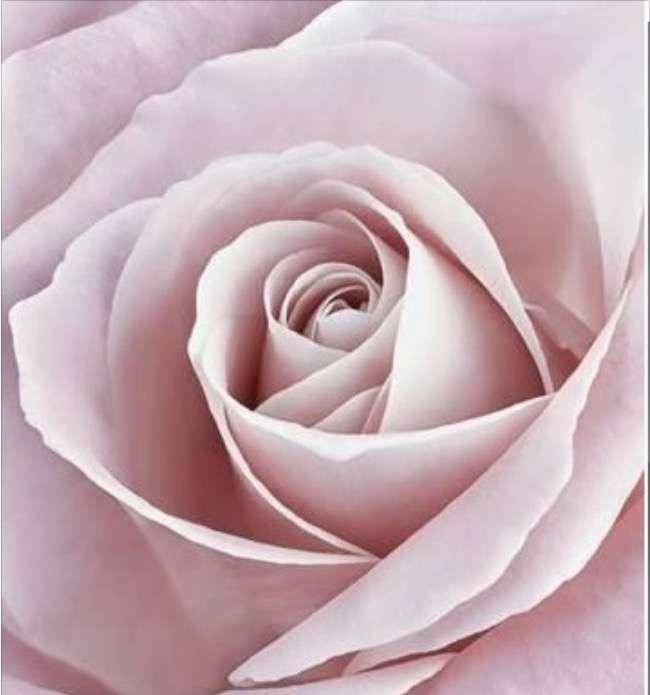 krásná růžová růže, květ online puzzel