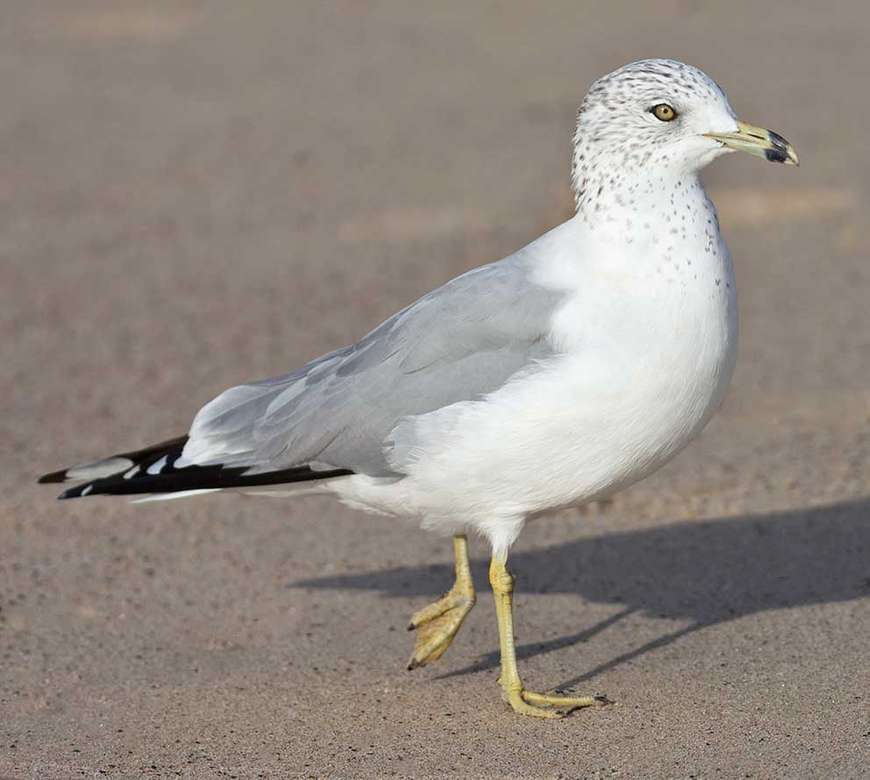 Delaware seagull online puzzle
