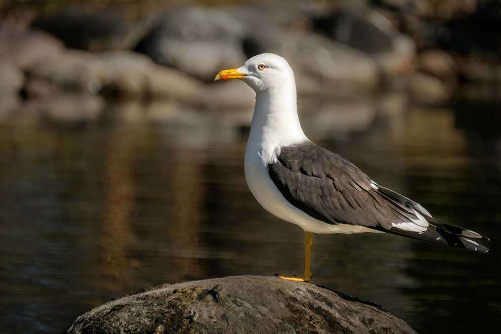 Yellow-legged gull jigsaw puzzle online