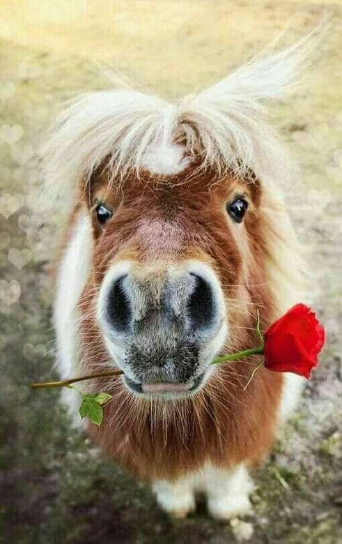 En romantisk ponny pussel på nätet