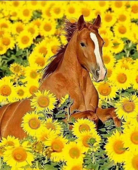 Pferd-Sonnenblumen Online-Puzzle