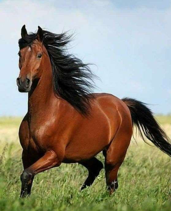 Un hermoso caballo rompecabezas en línea