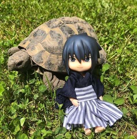 Sasuke e sua tartaruga puzzle online