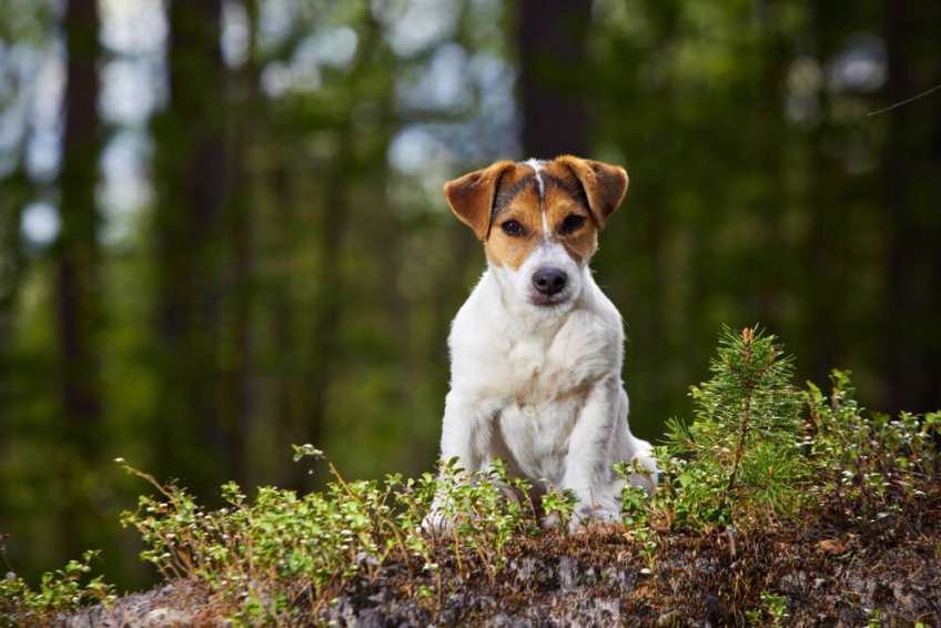 PARSON RUSSELL TERRIER Online-Puzzle