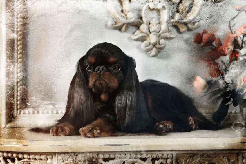KING CHARLES SPANIEL online puzzle