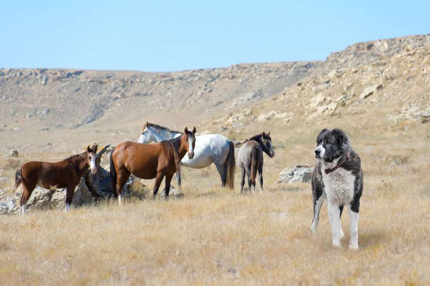 Perro pastor de Asia central rompecabezas en línea