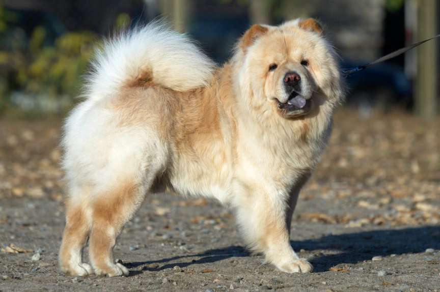 CHOW-CHOW Pussel online