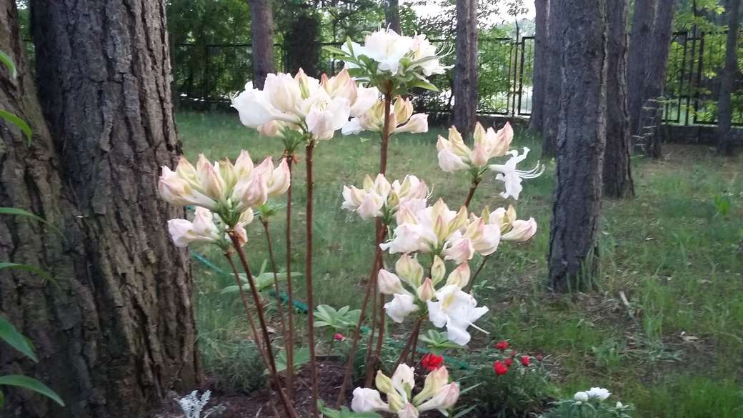 fehér virágok kirakós online