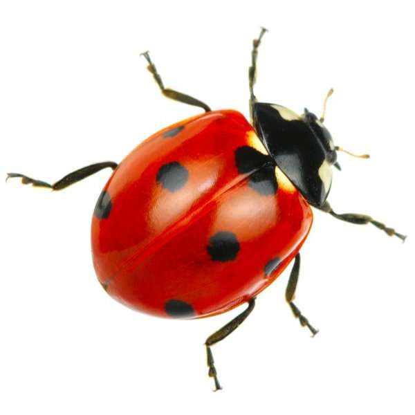 Ladybug online puzzle