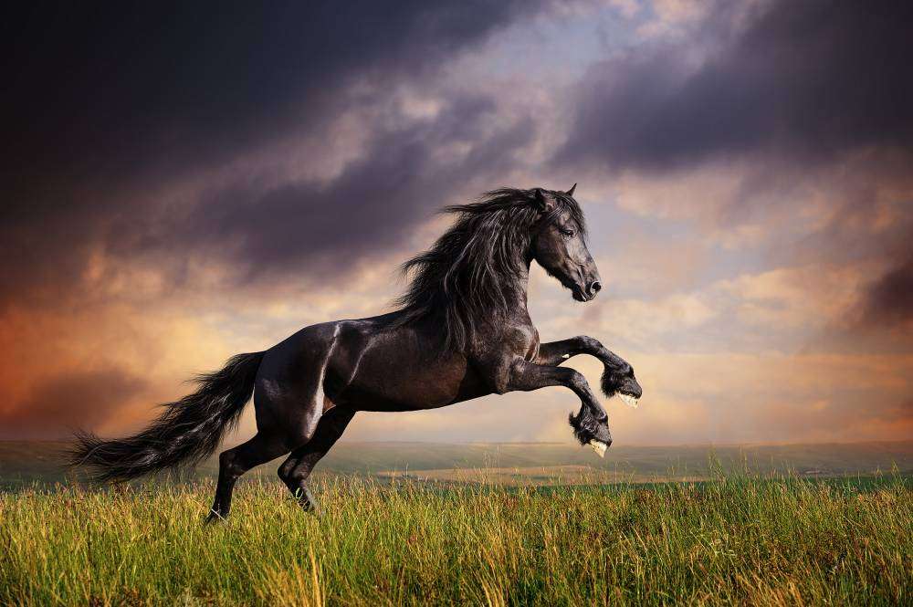 Friesian horse online puzzle