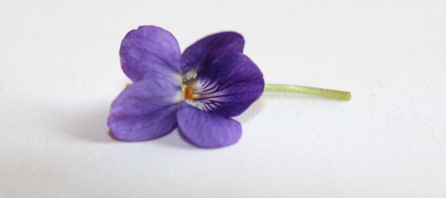 Belle violette. puzzle en ligne