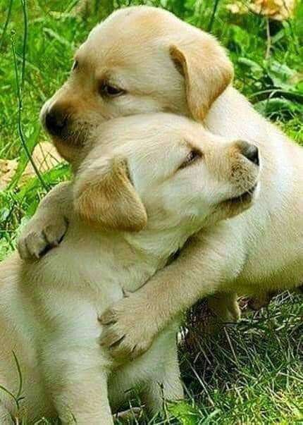 puppies in an embrace online puzzle